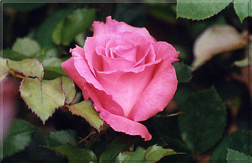 rose8.jpg